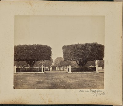 Alberi vicino a Waterpaleis. Djokjakarta da Woodbury and Page