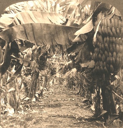Nel cuore di una piantagione di banane, Isole Hawaii, 1901 da Works and Sun Sculpture Studios