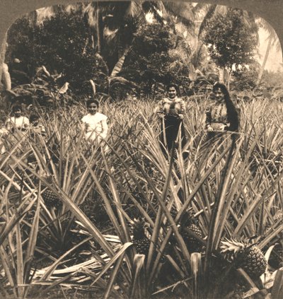 Piantagione di Ananas, Mayaguez, Porto Rico, 1899 da Works and Sun Sculpture Studios