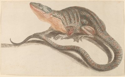 Lucertola, 1680-1690 da Workshop of Johann Teyler