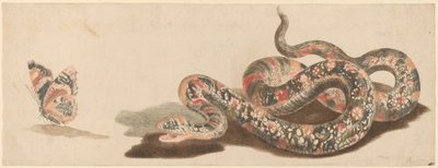 Serpente e farfalla da Workshop of Johann Teyler