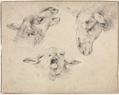 Teste di pecora, secondo o terzo quarto del 1800 da Wouterus Verschuur