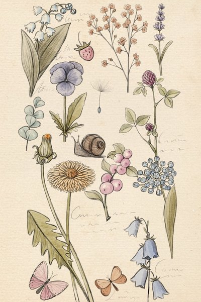 Disegno di una pianta da Xuan Thai