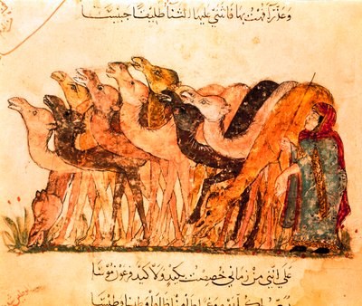 Un gruppo di cammelli e il pastore di cammelli, da "Maqamat" da Yahya ibn Mahmud Al Wasiti