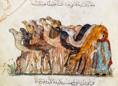 Ms Ar 5847 f.101, Mandria di cammelli, da 