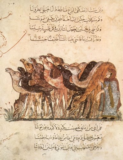 Ms Ar 5847 f.101, Mandria di cammelli, da Al Maqamat (Gli incontri) di Al Hariri, c.1240 da Yahya ibn Mahmud Al Wasiti