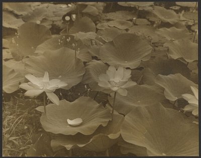 [Lotus]. da Yasuo Kuniyoshi
