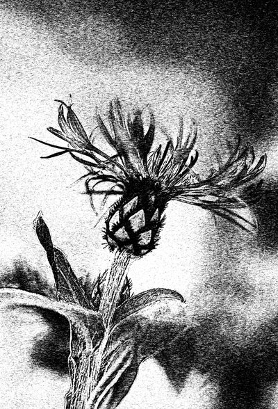 Delicato schizzo di fiore da Ylva Sjögren