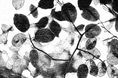 Chioma di foglie monocromatica da Ylva Sjögren