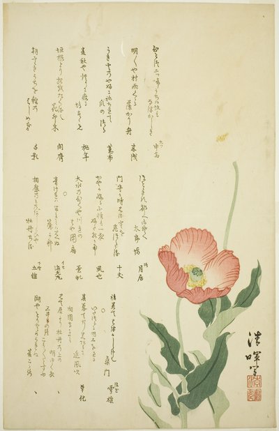 Due Papaveri da Yokoyama Seiki