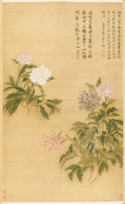 Peonie da Shouping Yun