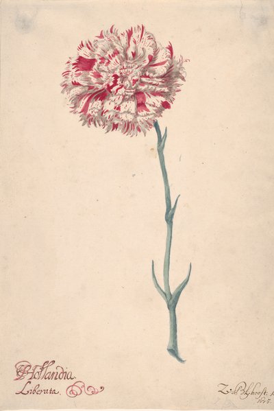Un garofano Hollandia Liberata, 1675 da Zacharias Blijhooft