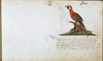Pappagallo da Zacharias Wagner