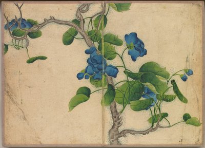 Album da Scrivania: Dipinti di Fiori e Uccelli (Fiori Blu Rampicanti) da Zhang Ruoai