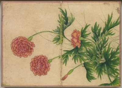 Album da Scrivania: Dipinti di Fiori e Uccelli (Peonia) da Zhang Ruoai