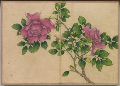 Album da Scrivania: Dipinti di Fiori e Uccelli (Rosa) da Zhang Ruoai