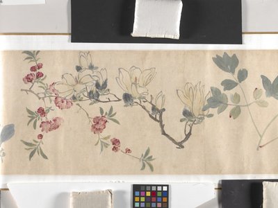 Fiori colorati da Zhimian Zhou