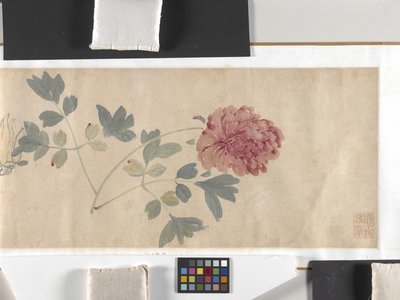Fiori colorati da Zhimian Zhou