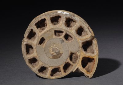 Fossile di ammonite, circa 170 milioni di anni fa (foto) da Hippolyte Lalaise Devéria