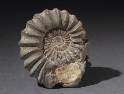 Fossile di ammonite, circa 185 milioni di anni fa (foto) da Hippolyte Lalaise Devéria