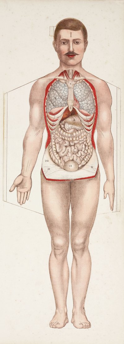 Figure anatomiche degli organi interni, fine XIX-inizio XX secolo da Frederick (attr. to) Barnard