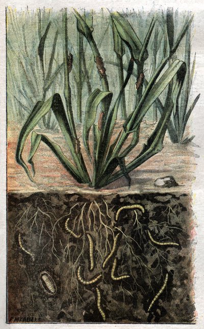 Coleotteri da . .