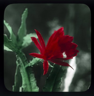 Cactus da Frederick (attr. to) Barnard
