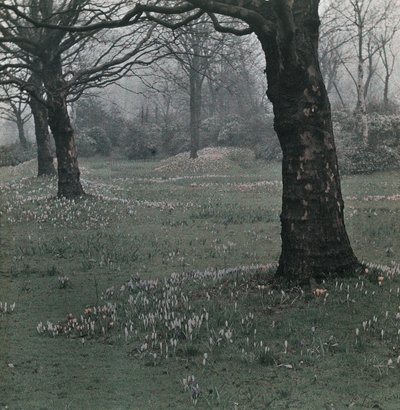 Crocus da Frederick (attr. to) Barnard