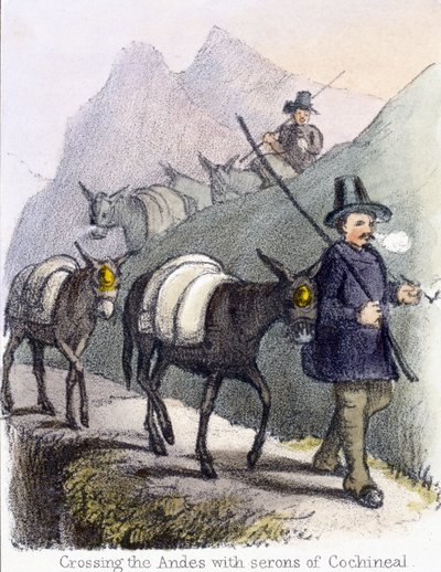 Attraversando le Ande con seroni di cocciniglia, c. 1845 da Frederick (attr. to) Barnard