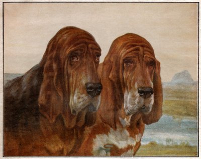 Cani di San Uberto o Bloodhound da . .