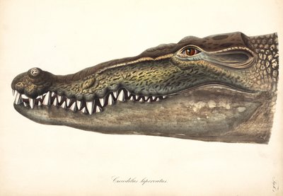 Coccodrillo estuarino o di acqua salata, Asia da John Pardon