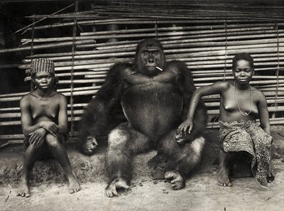 Gorilla (stampa alla gelatina d