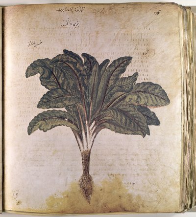 Erbari Lattuga da Ferdinand Georg Waldmuller