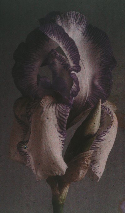 Iris germanica da Frederick (attr. to) Barnard