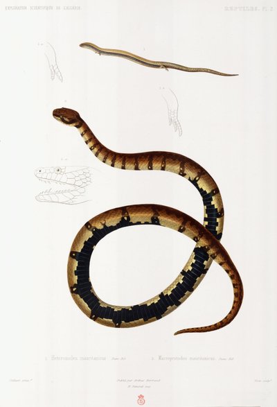 Lucertola e serpente incappucciato, Algeria da John Pardon