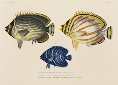 Pesce farfalla corazzato e ornato, e pesce angelo, Pacifico meridionale da John Pardon