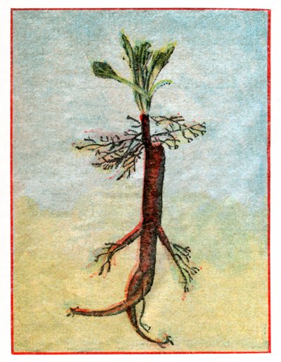 Mandragora da . .