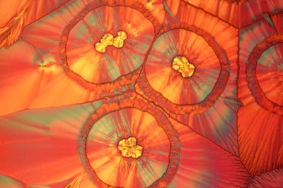 Micrografie (luce) Acido ascorbico, micrografia a luce da Frederick (attr. to) Barnard