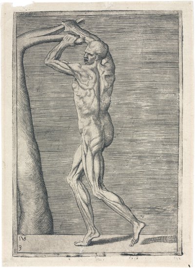 Studio anatomico dei muscoli maschili; uomo che spezza un ramo, c 1555 da Frederick (attr. to) Barnard