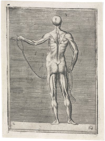 Studio anatomico dei muscoli maschili; uomo che tiene una corda, c 1555 da Frederick (attr. to) Barnard