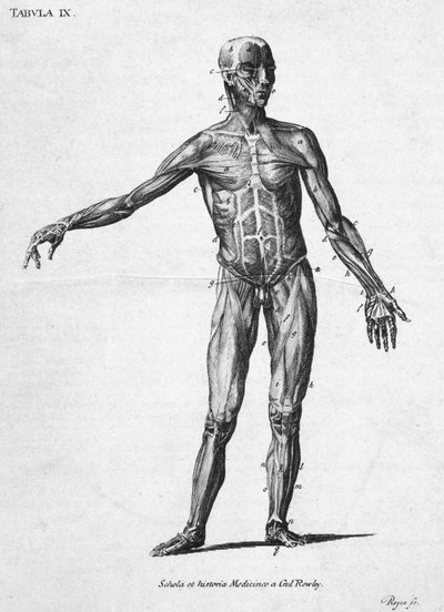 Struttura muscolare umana, c. 1850 da John Pardon