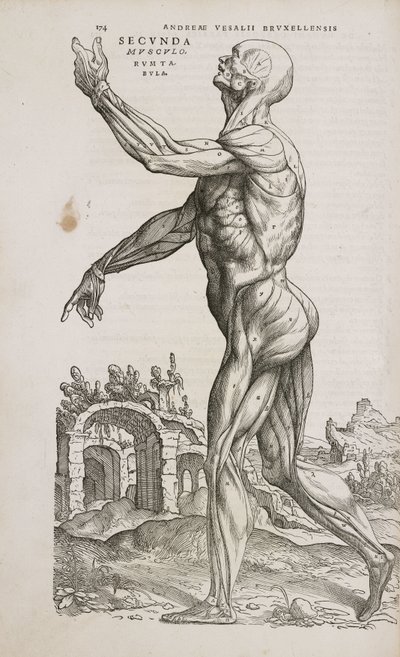 Muscoli Vista laterale dei muscoli superficiali del corpo umano maschile da Frederick (attr. to) Barnard