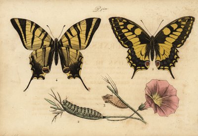 Macaone, Papilio machaon 1,2,3 e podalirio, Iphiclides podalirius 4 da John Pardon