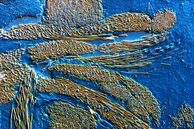 Fibra di carbonio PMC in matrice epossidica da Frederick (attr. to) Barnard