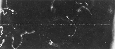 Imaging delle particelle, Camera a nebbia La traccia di un raggio beta veloce, inizio XX secolo da Ferdinand Georg Waldmuller