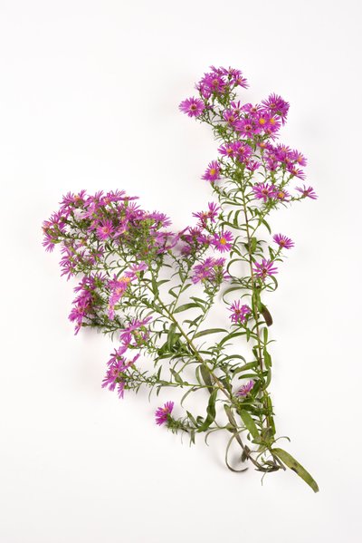 Fiori rosa di Aster amellus da . .