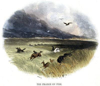 Prateria in fiamme da Frederick (attr. to) Barnard