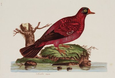 Colomba rossa da John Pardon