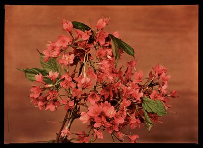 Fiori rossi, c 1940 da Frederick (attr. to) Barnard