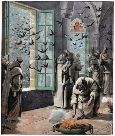 Salvataggio delle rondini da . .